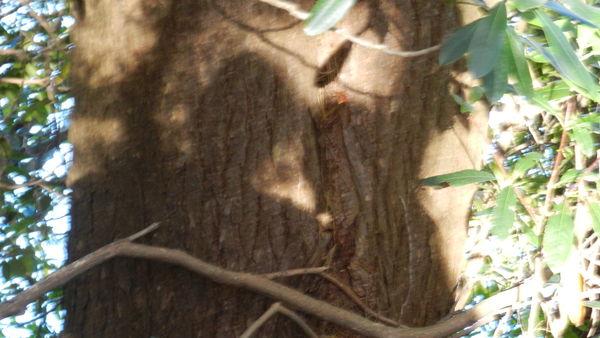 Hmmm...what do you see in this tree trunk?...