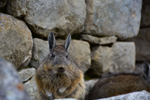 A Viscacha...Close relative to the Chinchilla....