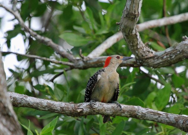 Female Red-Bellied Woodpecker...
