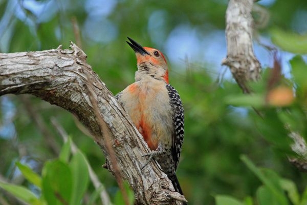 Male Red-Bellied Woodpecker...