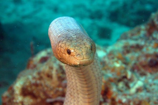 Olive Sea Snake...