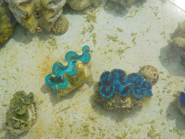 Baby giant clams...