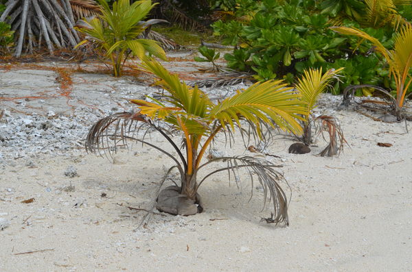 Where coconut trees start...