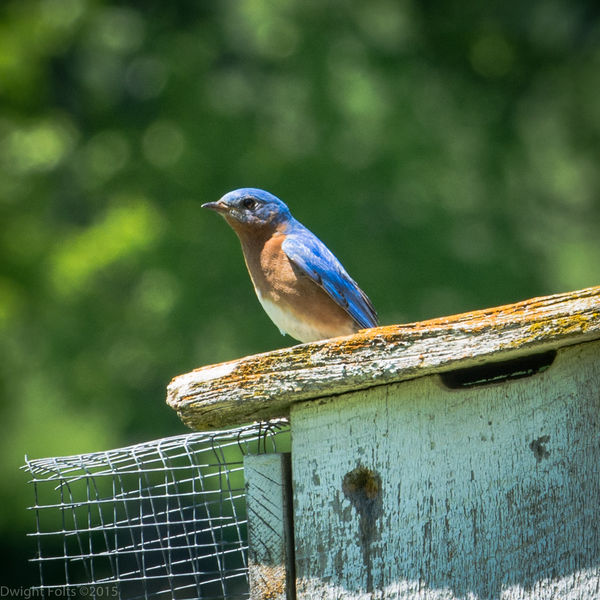Blue Bird near Nations Road, Geneseo, NY...