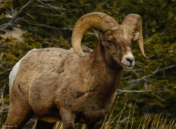 Battle Scars.. Ram with Battle Scars...