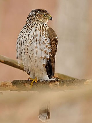 Juvenile Cooper's Hawk: http://www.allaboutbirds.o...