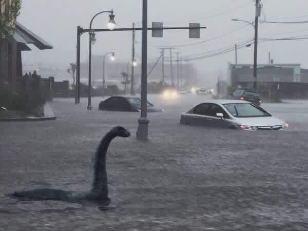 Nessie spotted in the Charleston waters...
