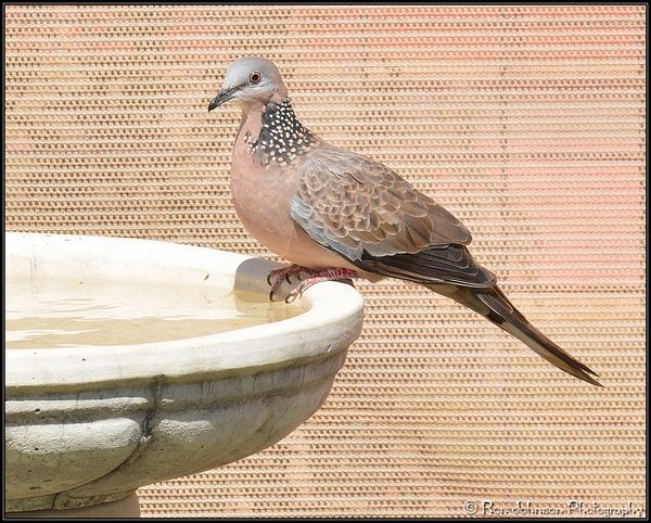 Spotted Dove......