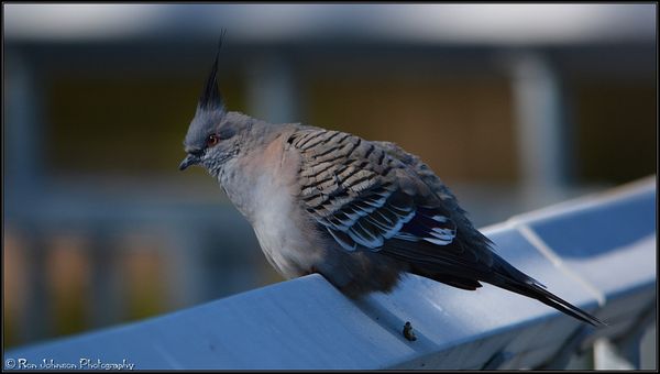 Crested Pigeon (Australia)......