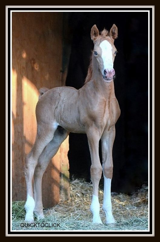 As a foal..Oregon Country Flash...