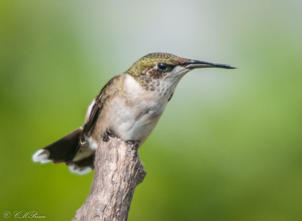 Hummingbird on guard...