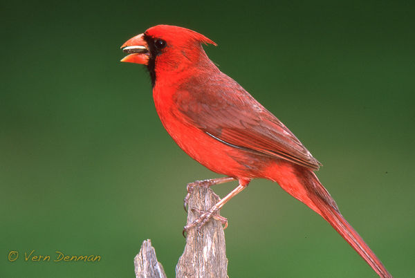 cardinal...