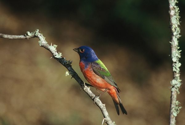 Another Painted Bunting...