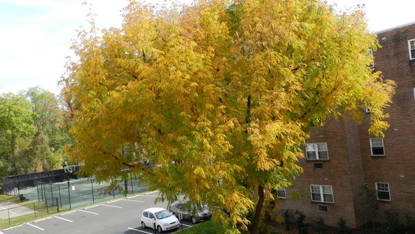 5. Our tree in the courtyard outside our window, a...