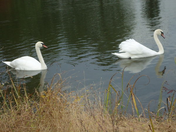 1. Swans swimming...