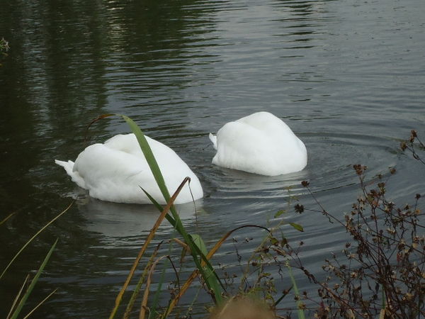 2. Swans dunking!...