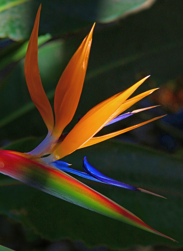 Exotic Bird of Paradise in my back yard....
