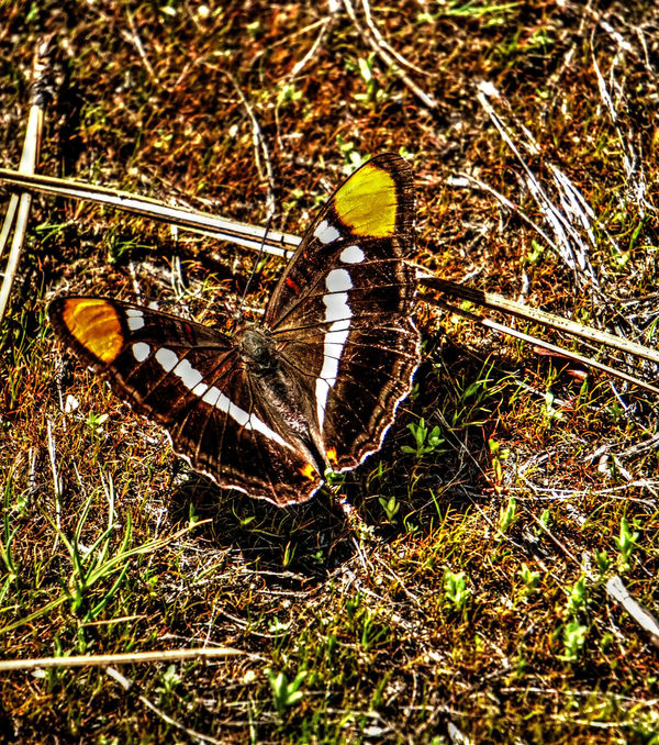 butterfly shot from a distance of about fifteen fe...