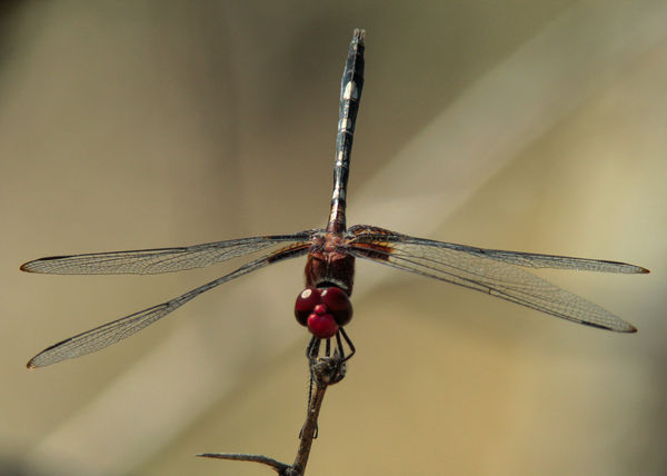 Checkered Setwing (Dythemis fugal) M...