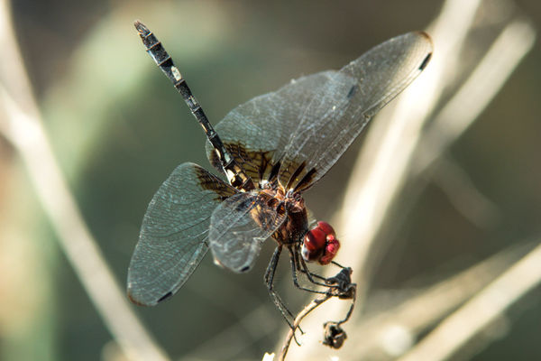 Checkered Setwing (Dythemis fugax) M...