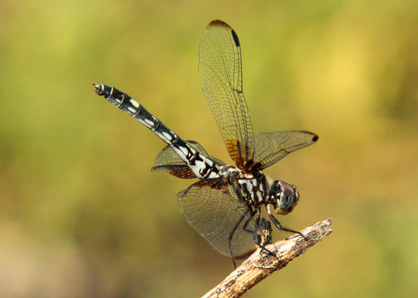 Checkered Setwing (Dythemis fugax) F...