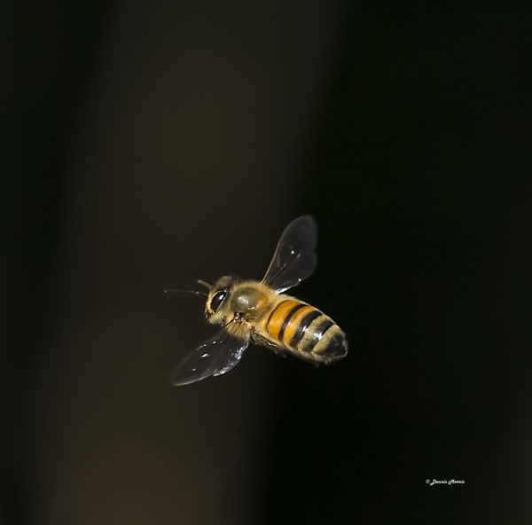 Honey Bee In Flight...