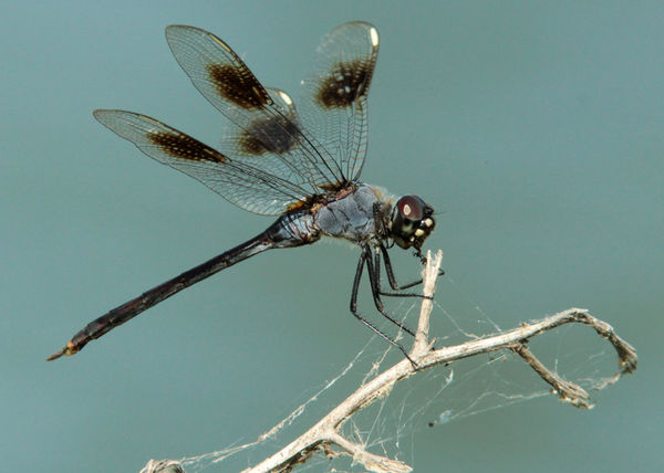 Four-spotted Pennant (Brachymesia gravid) F...