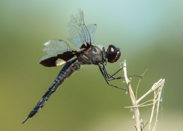 A very tattered Black Saddlebags (Tramea lacerate)...