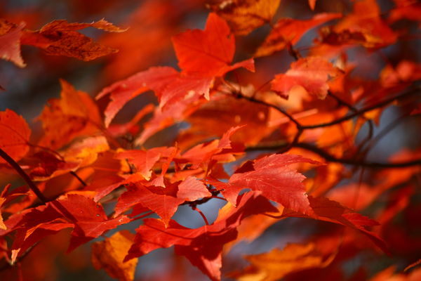 Fall colors...