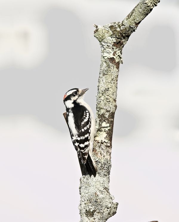 Downey Woodpecker...