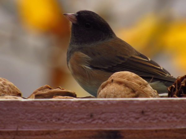 I think it's a Junco......