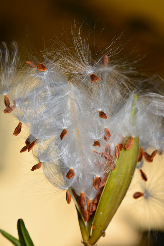 Bursting milkweed seedpod...