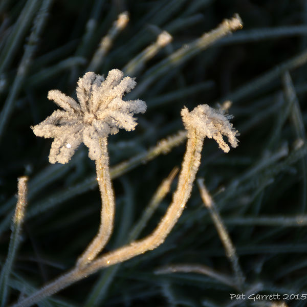 Tiny flower on a frosty morning...