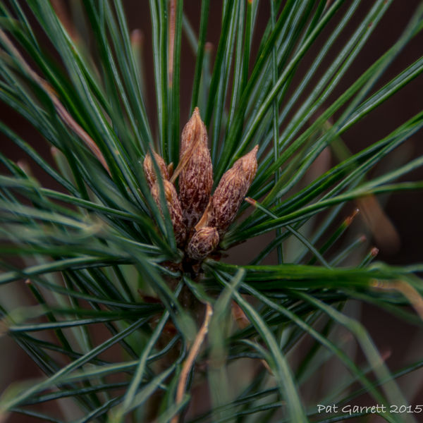 Pine cones to be....