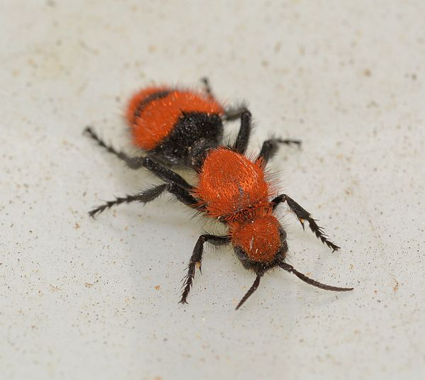 Wingless Wasp: Velvet ant or cow killer, which is actually a wingless ...