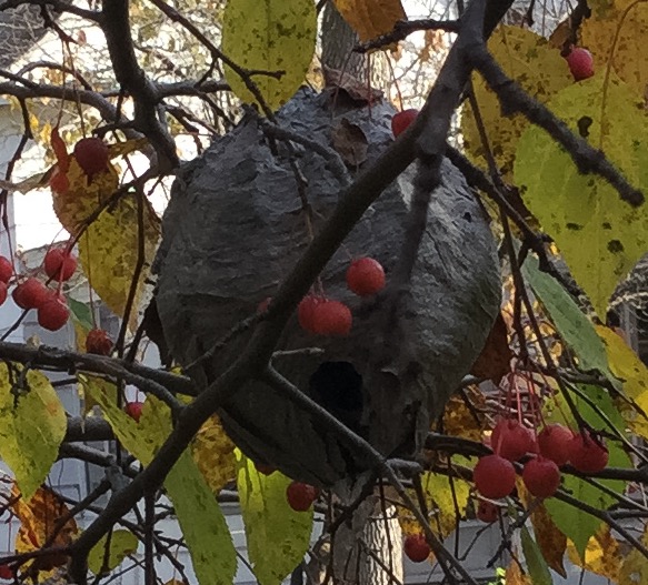 Nest in tree...