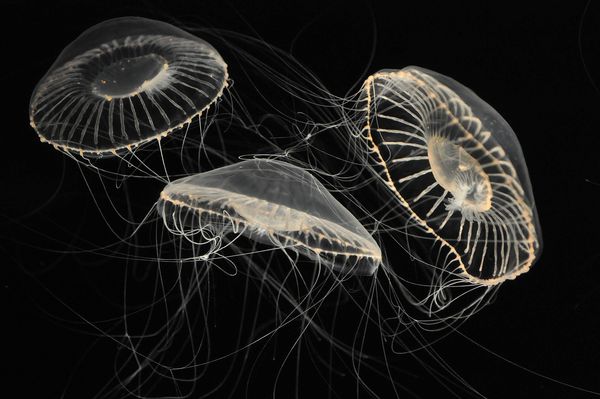Ghost Jellyfish (download & enlarge to appreciate ...