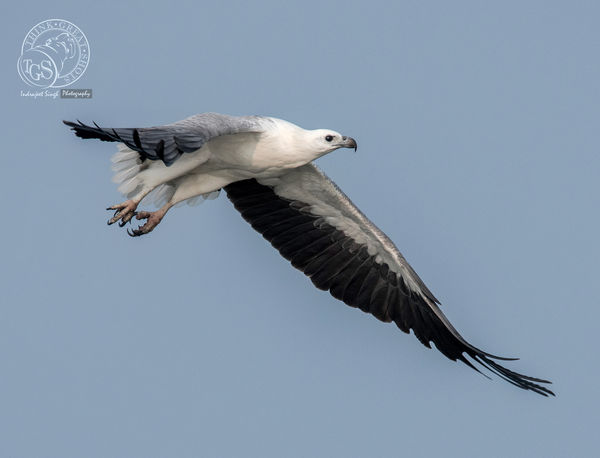White Bellied Sea Eagle - Female...
