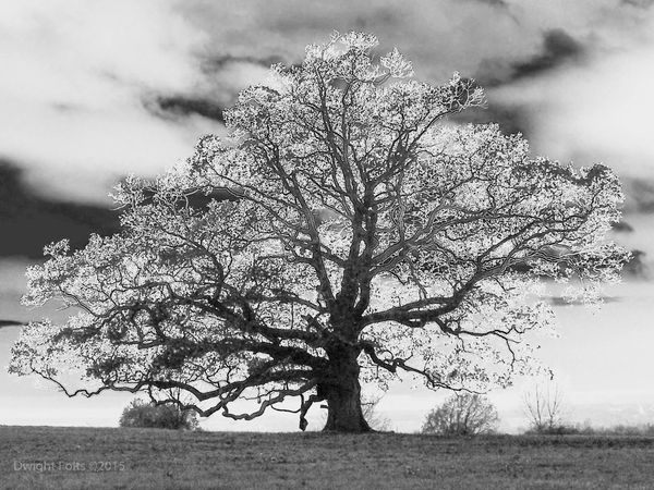 Solitary Oak on the Oneida off Nations Road, Genes...