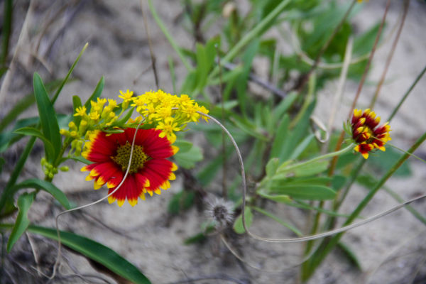 Blanket flower and yellow flower in the dunes...