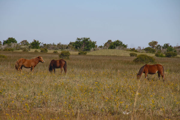 Some of the wild horses on Shackelford Banks...