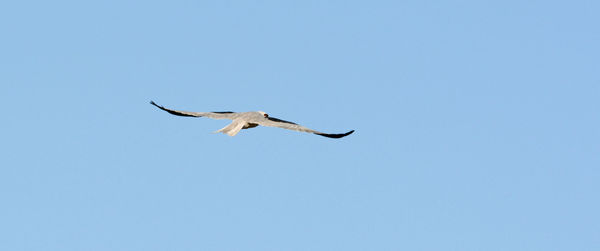 White Tailed Kite...