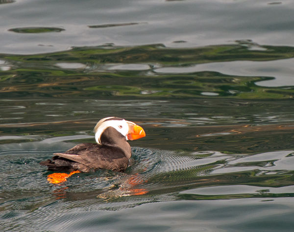 Puffin near Sitka where the ship is based....