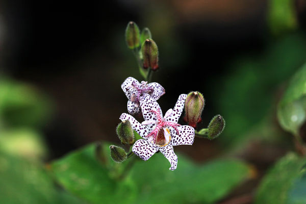 Mini-toad lilly...
