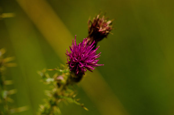 A lone Thistle still in flower...