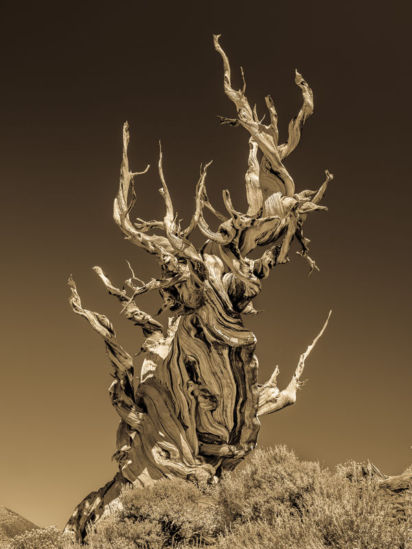 Ancient Bristlecone Pine...