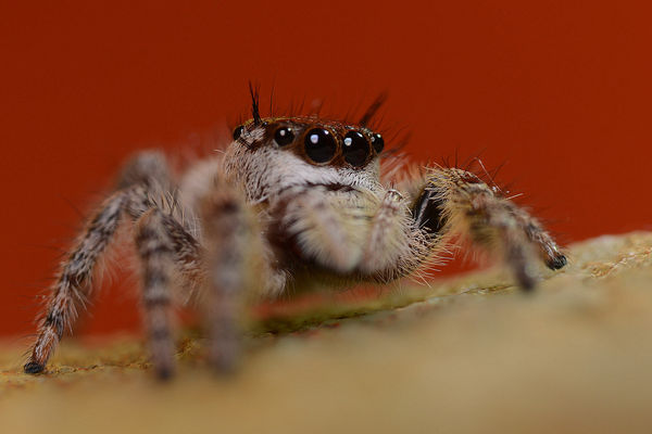 Female Regal jumping spider (Phidippus regius)...