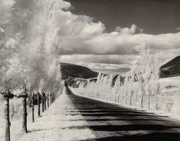 Owens Valley Poplar Trees by Minor White...