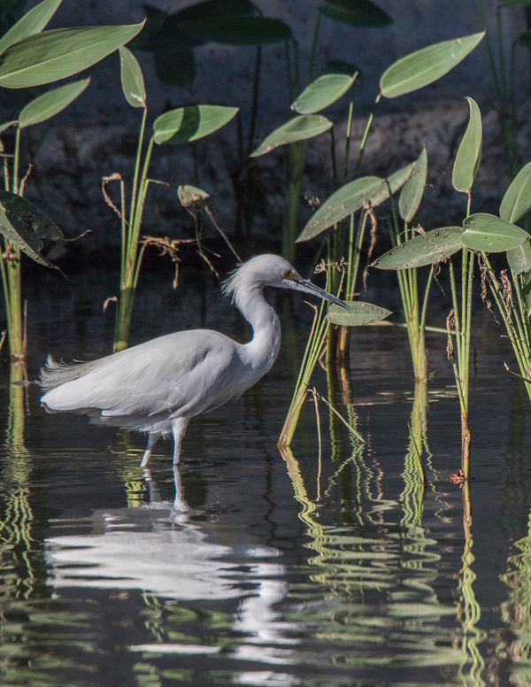 PP'd Egret in shade...