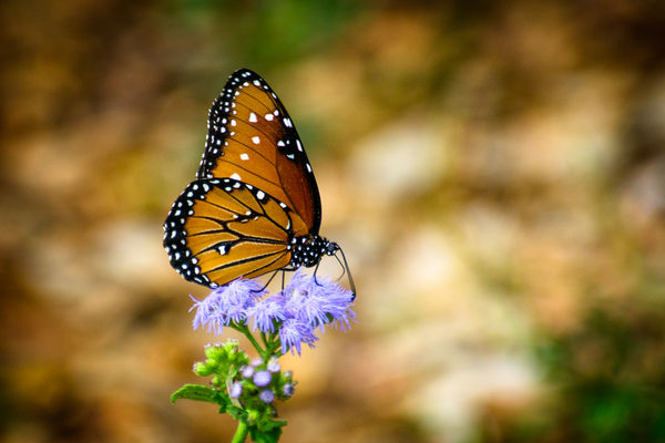 Queen Butterfly...
